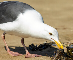 Seagull Eating Muscles