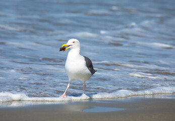 Seagull in the Surf