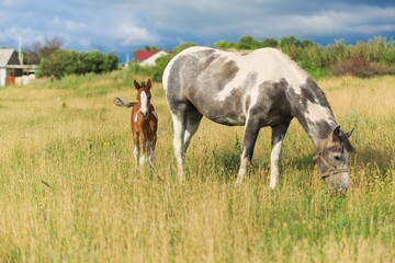 Fototapeta na wymiar Horse chils and mother horse her beautiful foal on a field