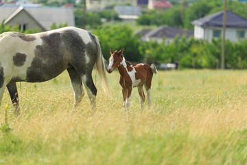 Horse chils and mother horse her beautiful foal on a field