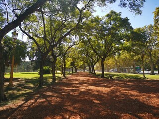 Arboles pulmon de la ciudad