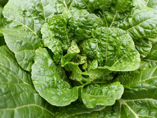 close up of fresh cabbage in the field.