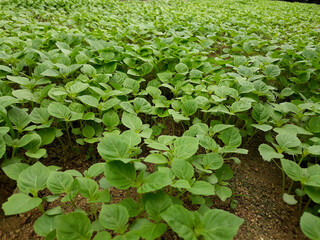 Perilla seedlings grown by sowing seeds in rural areas.