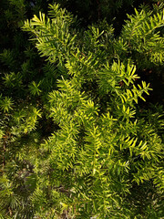 Taxus baccata close up. Green branches of yew tree(Taxus baccata, English yew, European yew).