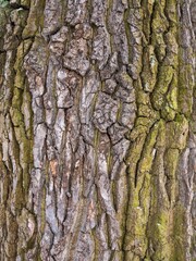 Relief texture of the bark of an old poplar with moss