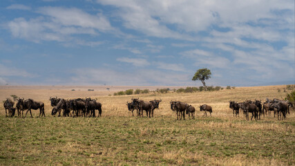 Fototapeta na wymiar Big herd of wildebeest in the savannah. Great Migration. Kenya. Tanzania. Masai Mara National Park. An excellent illustration.