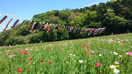 野原, 花, 風景, 牧草地, 自然, サマータイム, 花, ポピー, ポピー, とぶ, 空, いなか, 草, 庭, 植える, 咲く, 全盛期, 農学, ルーラル, 植物, ウィルト, 赤, 色, 野草, 季節