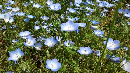 花, 自然, 花, とぶ, 植える, 野原, 草, 咲く, サマータイム, 牧草地, 庭, 全盛期, 植物, アネモネ, 美しさ, 森, ウィルト, 季節, デイジー, ネモフィラ, マクロ, 植える, 植物学, 木, 葉