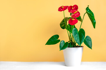House plant Anthurium in white flowerpot isolated on white table and beige background