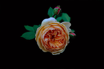 Fototapeta na wymiar Beautiful apricot rose of English selection with buds called 