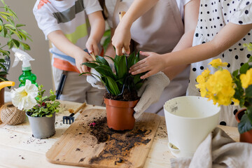 mother with her son and daughter in fasting plant or transplant indoor flowers. Little helper by chores. Concept of spring time, home gardening, child house-help, caring houseplants, lifestyle.