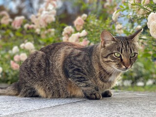 Obraz premium Tabby cat resting in rose garden. Grey cute feline with green eyes lying down near flowering rose bush. 
