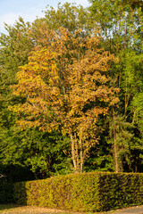 Naklejka premium Green trees and plant fence