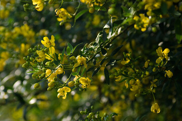 yellow blossoms on a branch