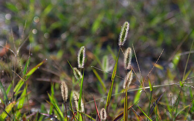 close up of  wild grass