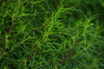 green grass background