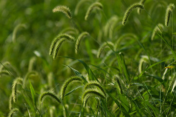 green grass field