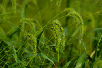 wild grass in the field