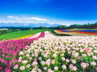 北海道　美瑛町　四季彩の丘の花畑と十勝岳