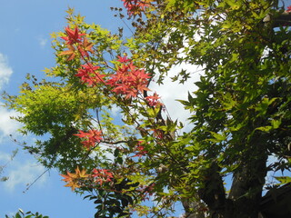 紅葉