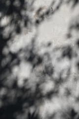 Abstract gray shadow background of natural leaves tree branch falling  wall texture for background and wallpaper, nature shadow pattern art on wall
