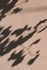 Abstract gray shadow background of natural leaves tree branch falling  wall texture for background and wallpaper, nature shadow pattern art on wall
