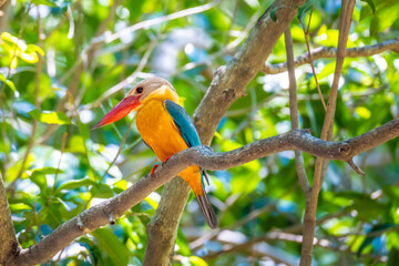 Close up of Stork-billed Kingfisher (Pelargopsis capensis) perching on wood branch carrying big fish in his mouth in nature of Thailand.