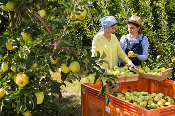 Apple pickers work in the autumn garden. High quality photo