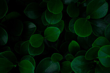 abstract green leaf texture, nature background, tropical leaf