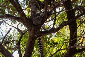 lemurs slipping on a tree