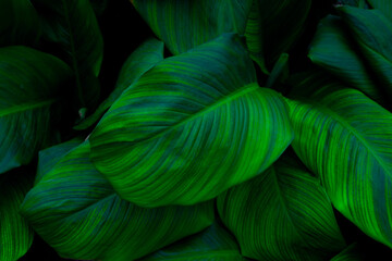 leaves of Spathiphyllum cannifolium, abstract green texture, nature background, tropical leaf