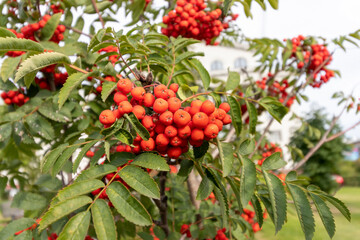 Bright bunch of red rowan berries on a branch on an autumn day