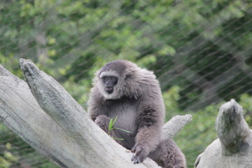 Fototapeta premium Gibbon Ape