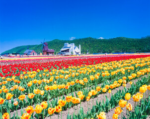 北海道　上湧別町　花咲くチューリップ公園