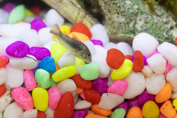 A small Corydora fish in a tank