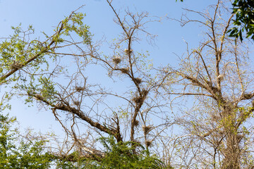 White Birds nesting in a tree