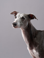 Portrait of a dog on a gray background. handsome whippet in a photo studio
