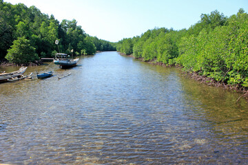 Mangrove forest in a river with the fishing boat or canoe 