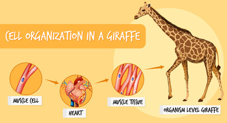 Diagram showing cell organization in a giraffe © blueringmedia