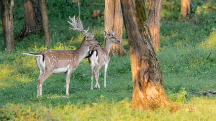 Fine art portrait of fallow deer in the forest at sunset (Dama dama)