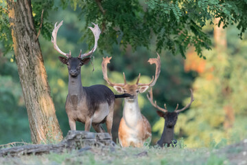 Face to face with herd of fallow deer (Dama dama)