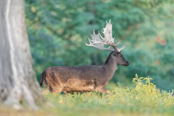 Mature buck showing common darker colouring of a winter coat (Dama dama)