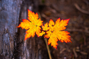 Autumn leaves