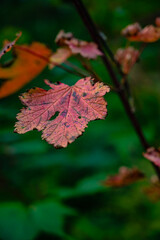 Autumn leaves in Hokkaido Sounkyo Kurodake