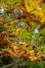 Autumn leaves in Hokkaido Sounkyo Kurodake