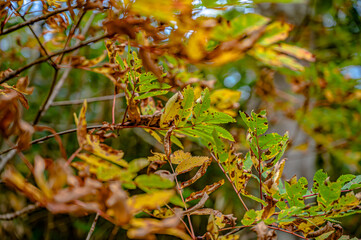 Autumn leaves in Hokkaido Sounkyo Kurodake