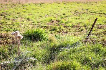 fence and nettles in field