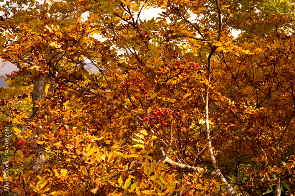 Wall mural autumn leaves in hokkaido sounkyo kurodake