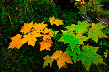 autumn leaves in hokkaido sounkyo kurodake