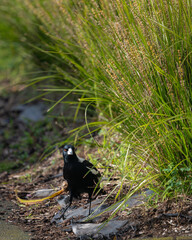 A male Australian magpie walking under tall grass. Vertical format.